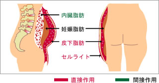 脂肪蓄積図